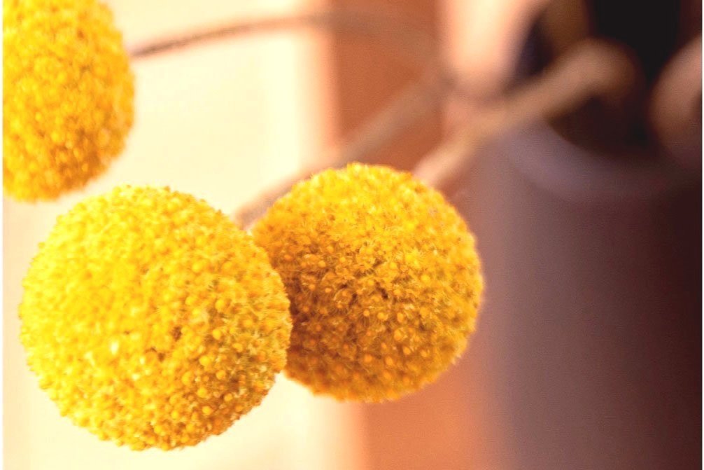 Blumen zeigen den Aufbaukurs Stefanie Häberli Ruheimpuls Zürich